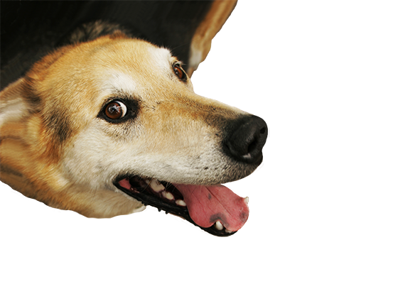 What our clients say about us pet photography